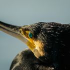 PHALACROCORAX CARBO 