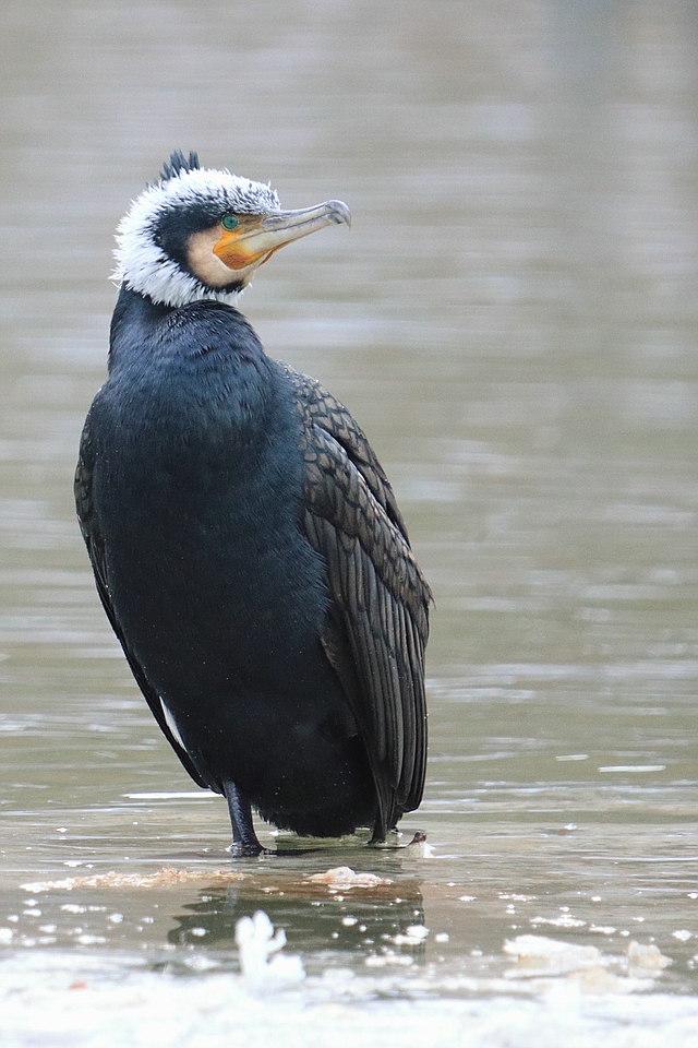 Phalacrocorax carbo