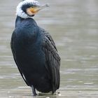 Phalacrocorax carbo