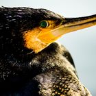 PHALACROCORAX CARBO... 