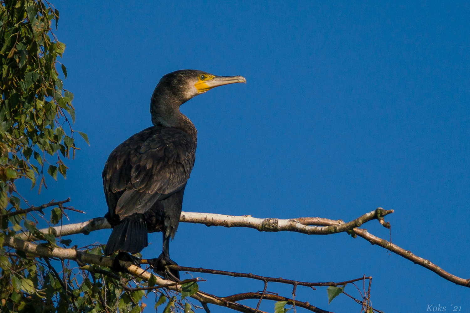 Phalacrocorax carbo