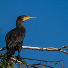 Phalacrocorax carbo