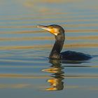 Phalacrocorax carbo - Cormorano comune (Marangone)