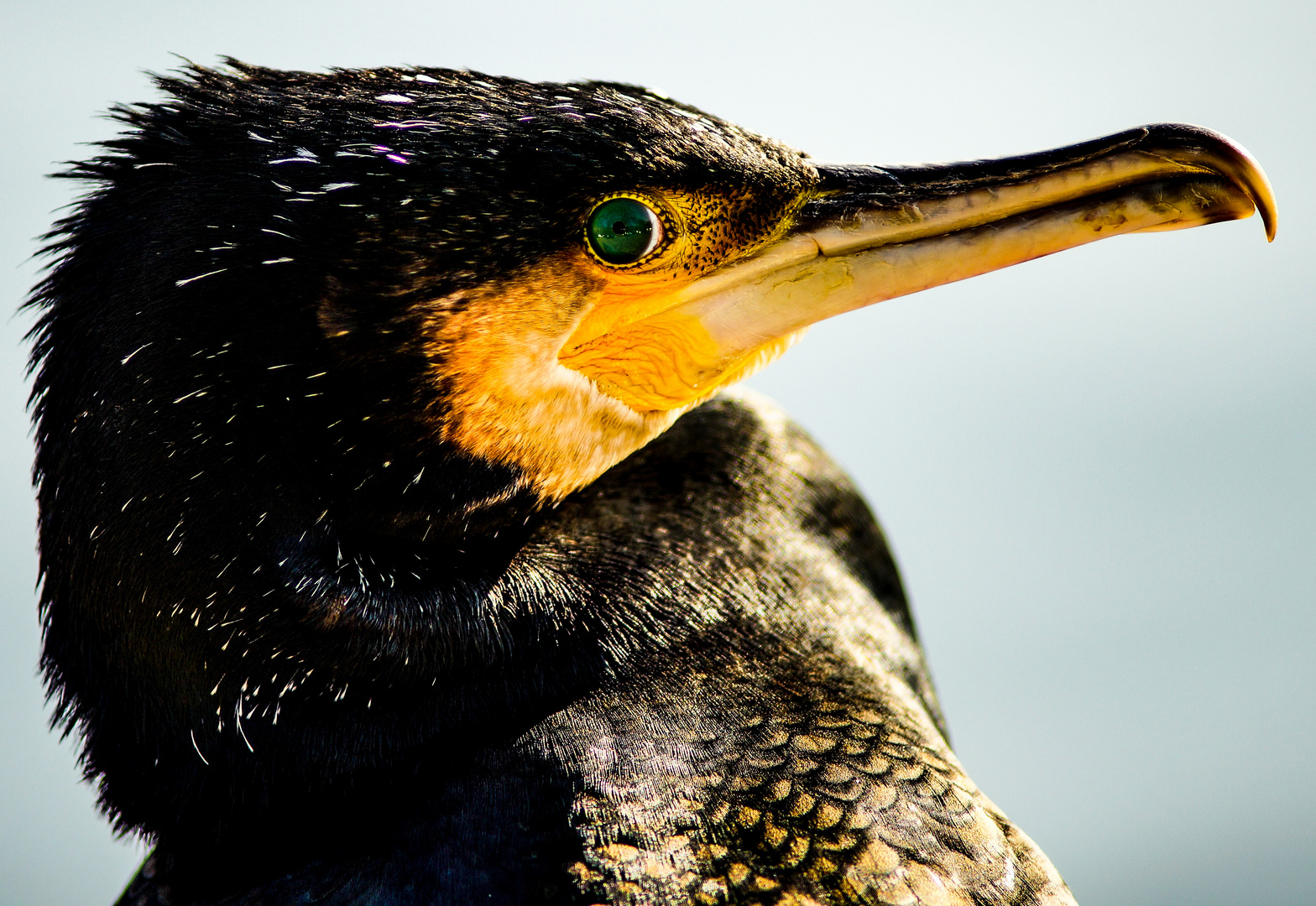 PHALACROCORAX CARBO... (DER KORMORAN...) 