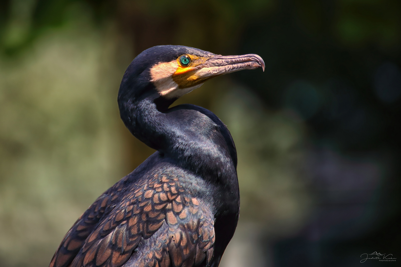 Phalacrocorax carbo