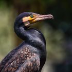 Phalacrocorax carbo