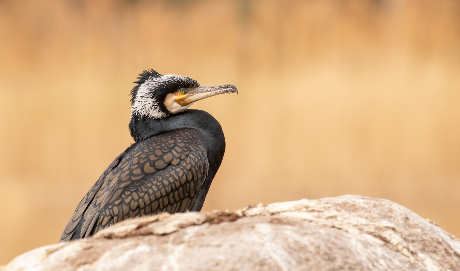 Phalacrocorax carbo - Kormoran im Prachtkleid 