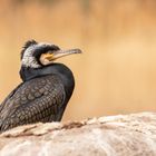 Phalacrocorax carbo - Kormoran im Prachtkleid 