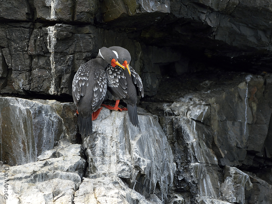 Phalacrocorax Gaimardi