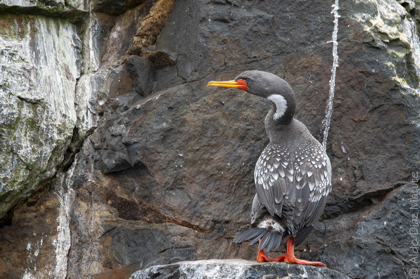 Phalacrocorax gaimardi