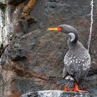 Phalacrocorax gaimardi