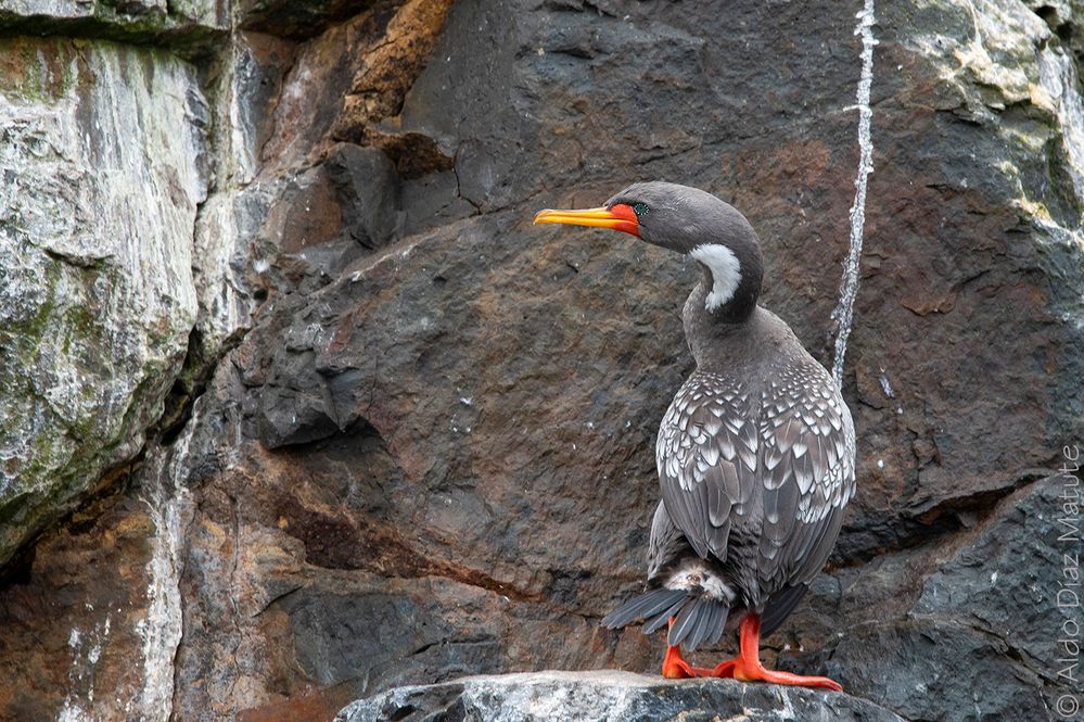 Phalacrocorax gaimardi