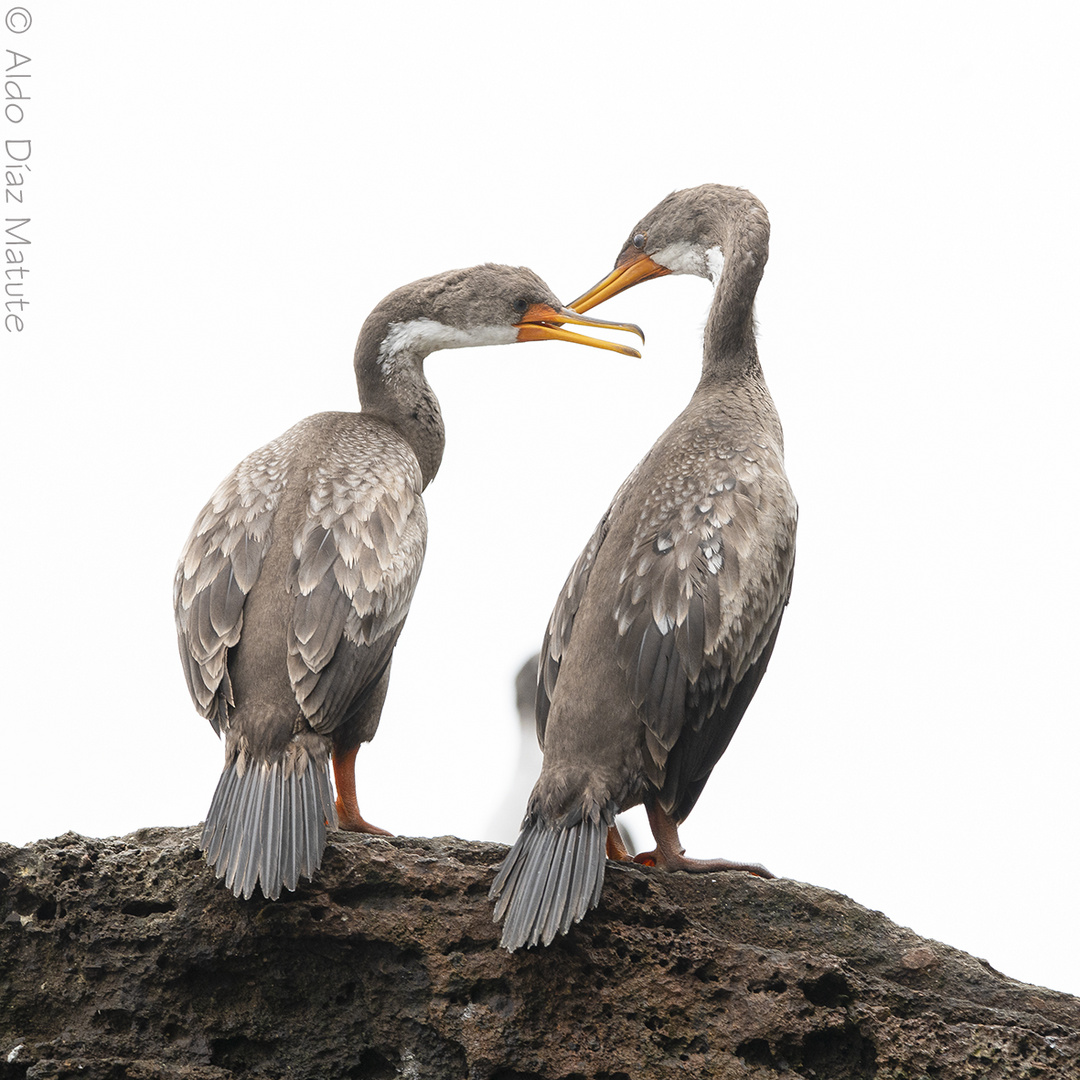 Phalacrocorax gaimardi