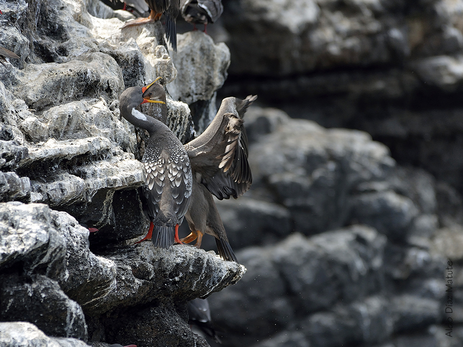 Phalacrocorax Gaimardi