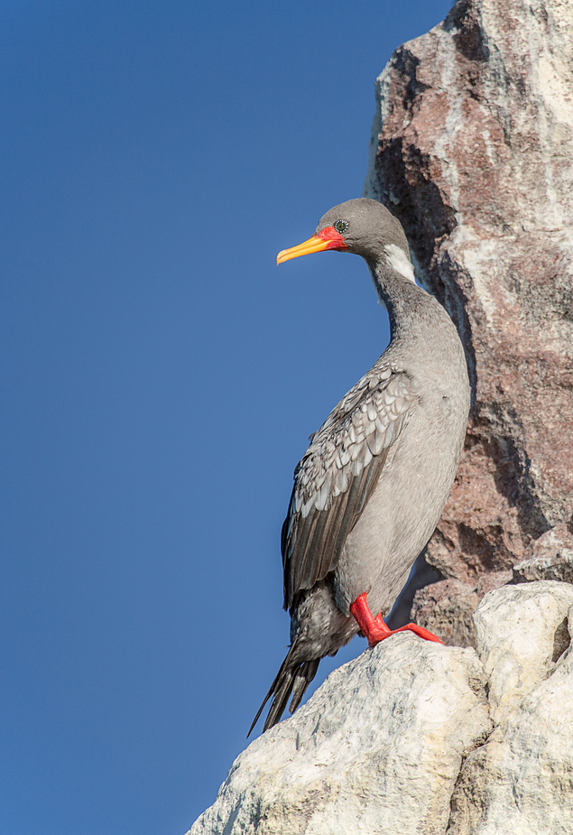 Phalacrocorax gaimardii - red legged cormorant oder Buntkormoran