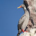 Phalacrocorax gaimardii - red legged cormorant oder Buntkormoran