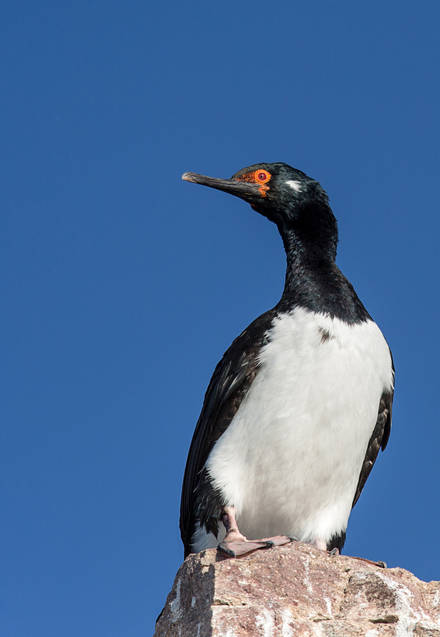 Phalacrocorax magellanicus - Rock cormorant - Felsenscharbe