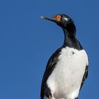 Phalacrocorax magellanicus - Rock cormorant - Felsenscharbe