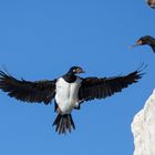 Phalacrocorax magellanicus - Rock cormorant - Felsenscharbe im Anflug