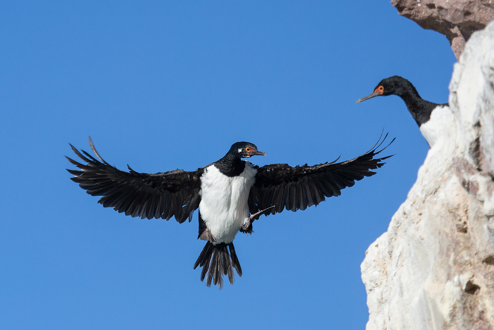 Phalacrocorax magellanicus - Rock cormorant - Felsenscharbe im Anflug