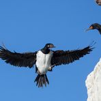 Phalacrocorax magellanicus - Rock cormorant - Felsenscharbe im Anflug