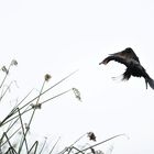 Phalacrocorax olivaceus