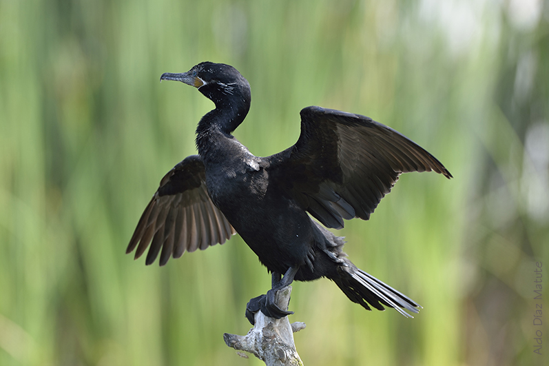 Phalacrocorax Olivaceus