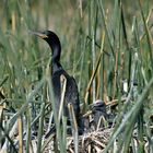 Phalacrocorax Olivaceus