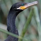 Phalacrocorax Olivaceus