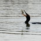 Phalacrocorax olivaceus