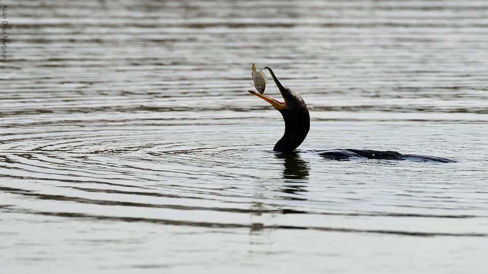 Phalacrocorax olivaceus