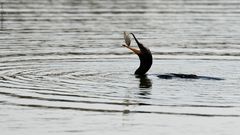 Phalacrocorax olivaceus