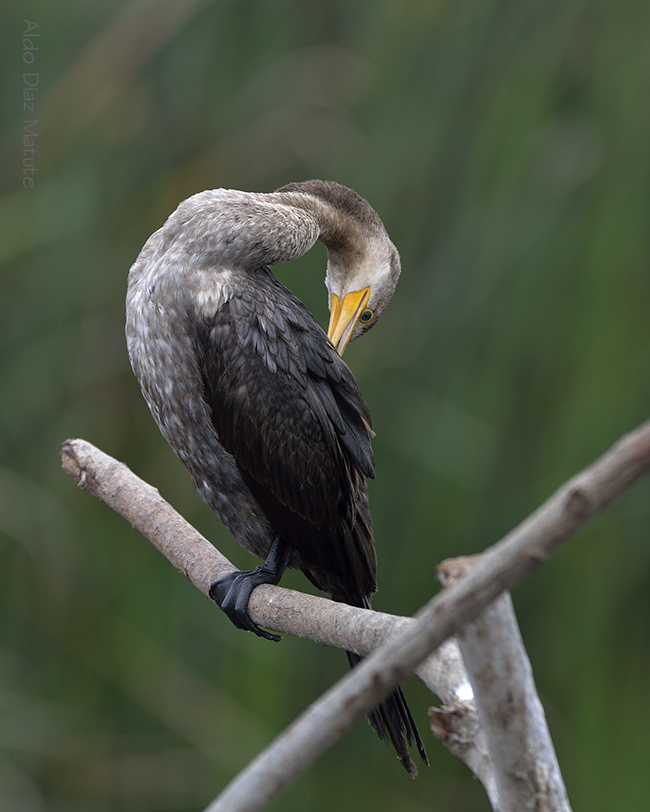 Phalacrocorax Olivaceus