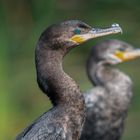 Phalacrocorax olivaceus