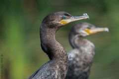 Phalacrocorax olivaceus