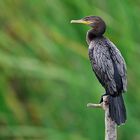 Phalacrocorax Olivaceus