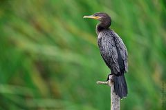 Phalacrocorax Olivaceus