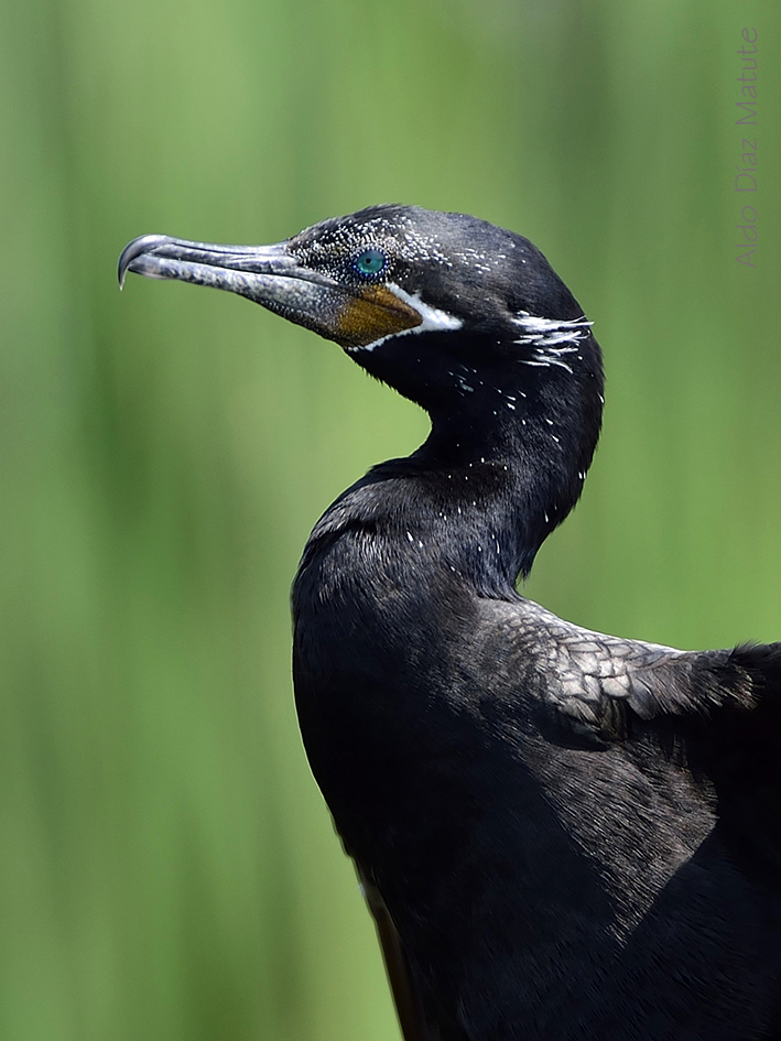 Phalacrocorax Olivaceus