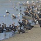 Phalacrocorax Olivaceus