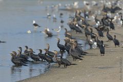 Phalacrocorax Olivaceus