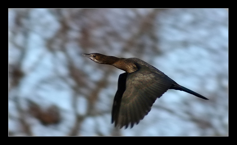 Phalacrocorax pygmeus