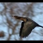 Phalacrocorax pygmeus