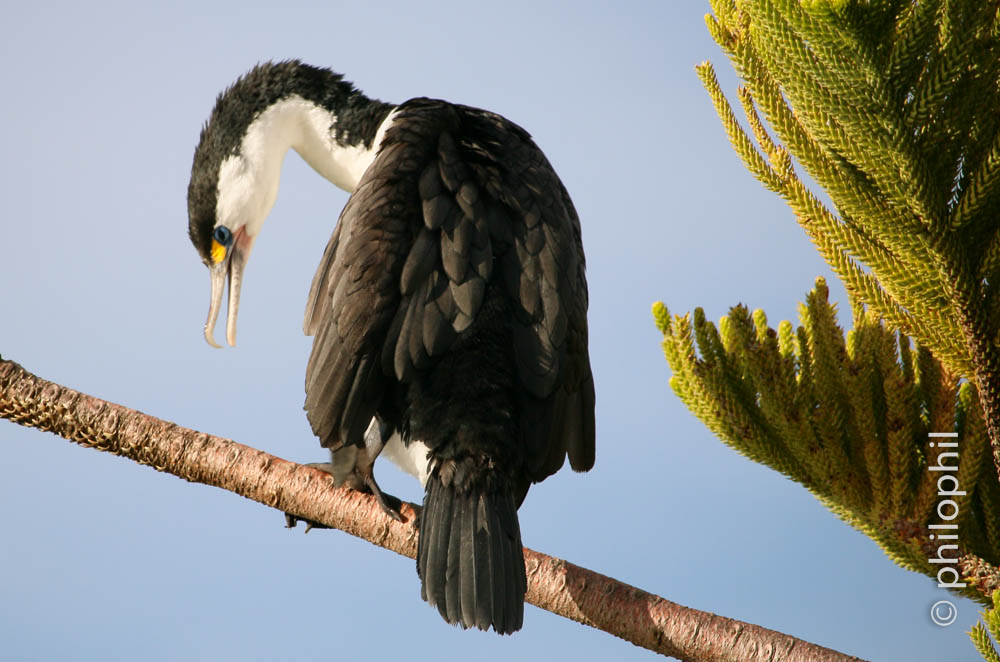 Phalacrocorax varius