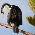 Phalacrocorax varius