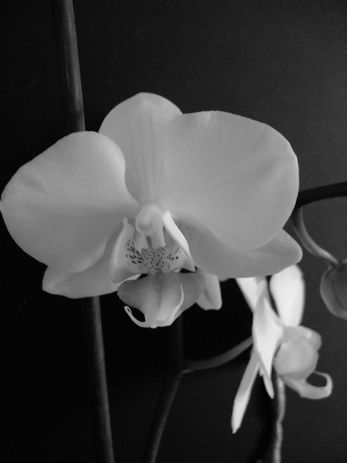 Phalaenopsis