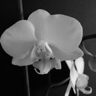 Phalaenopsis