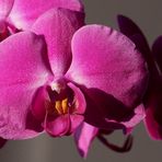 Phalaenopsis