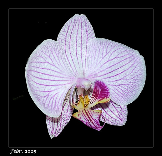 Phalaenopsis