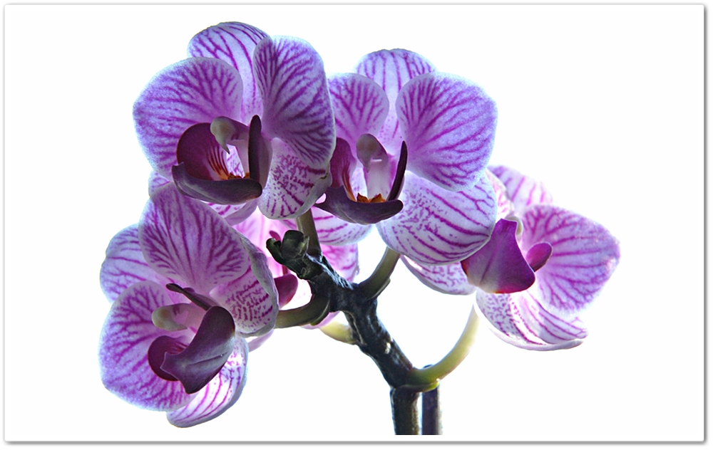 Phalaenopsis