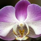 Phalaenopsis